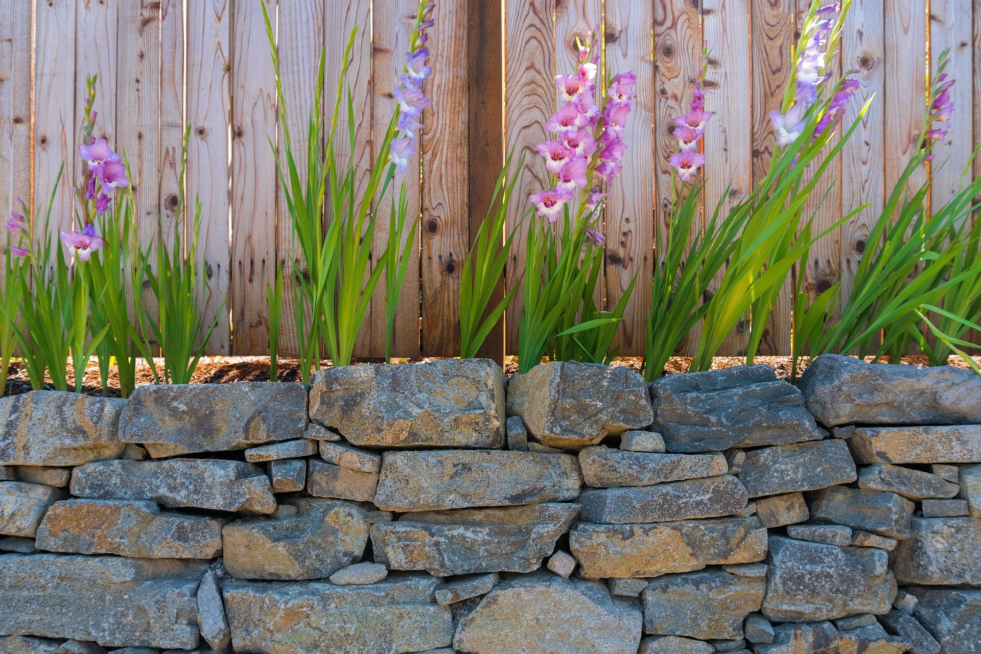 Gladiolus flowers blooming along garden wood fence in summer