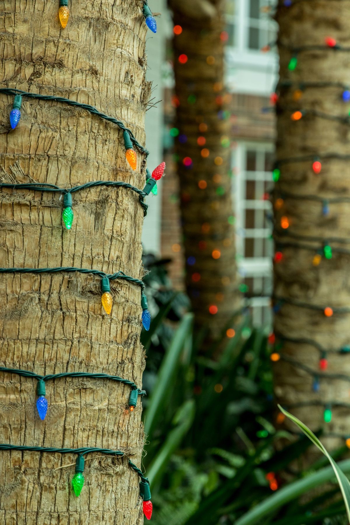 Christmas lights wrapped around palm trees during the day.